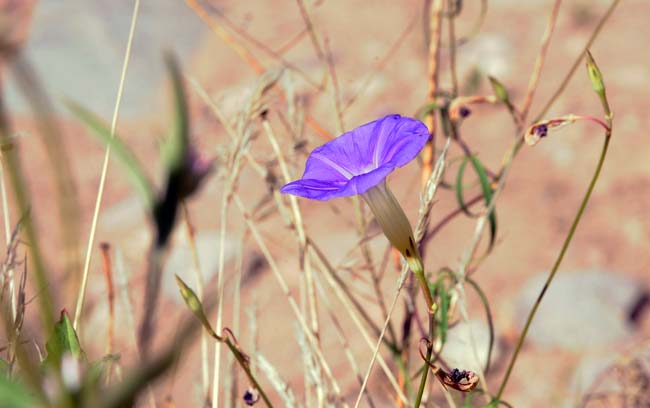 Ipomoea ternifolia, Tripleleaf Morning-glory, Southwest Desert Flora